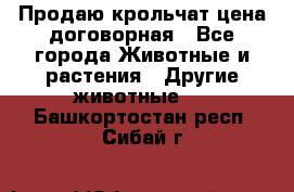 Продаю крольчат цена договорная - Все города Животные и растения » Другие животные   . Башкортостан респ.,Сибай г.